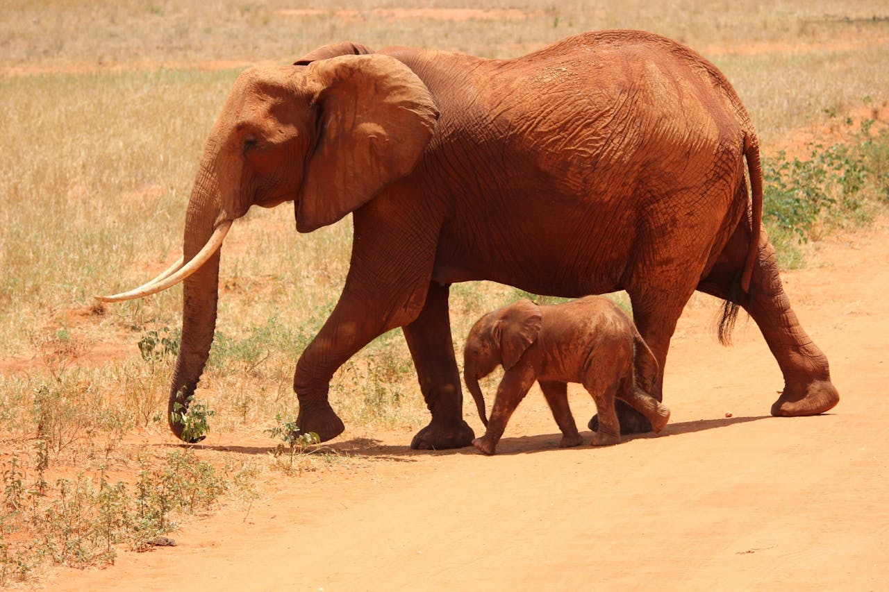 elephant-cub-tsavo-kenya-66898-66898.jpg