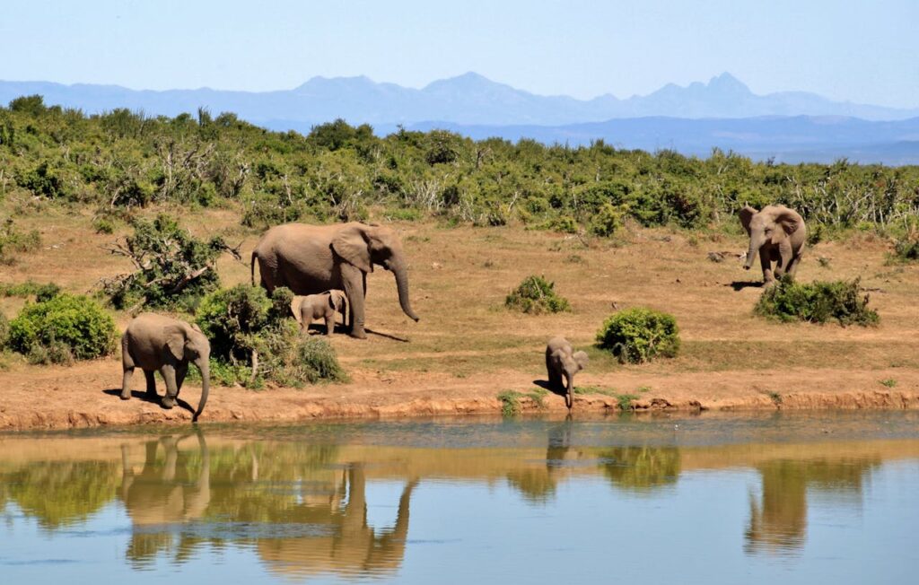 Masai Mara Ecosystem