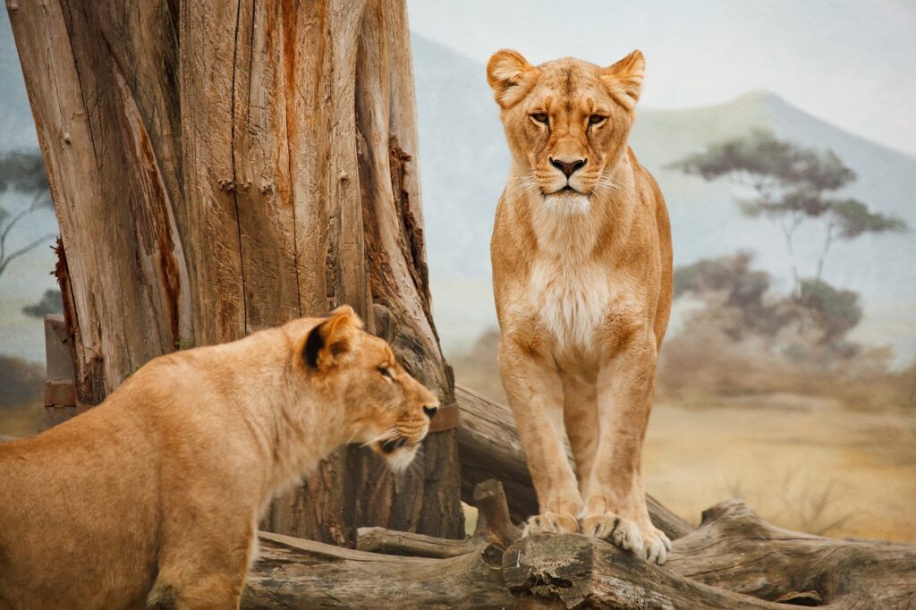 Masai Mara Wildlife 