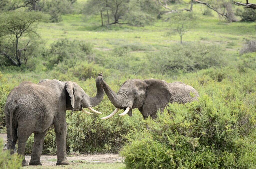 Day vs night game drives in masai Mara - cover image showing two elephants