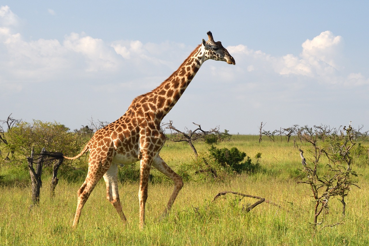 Masai Mara safari in december