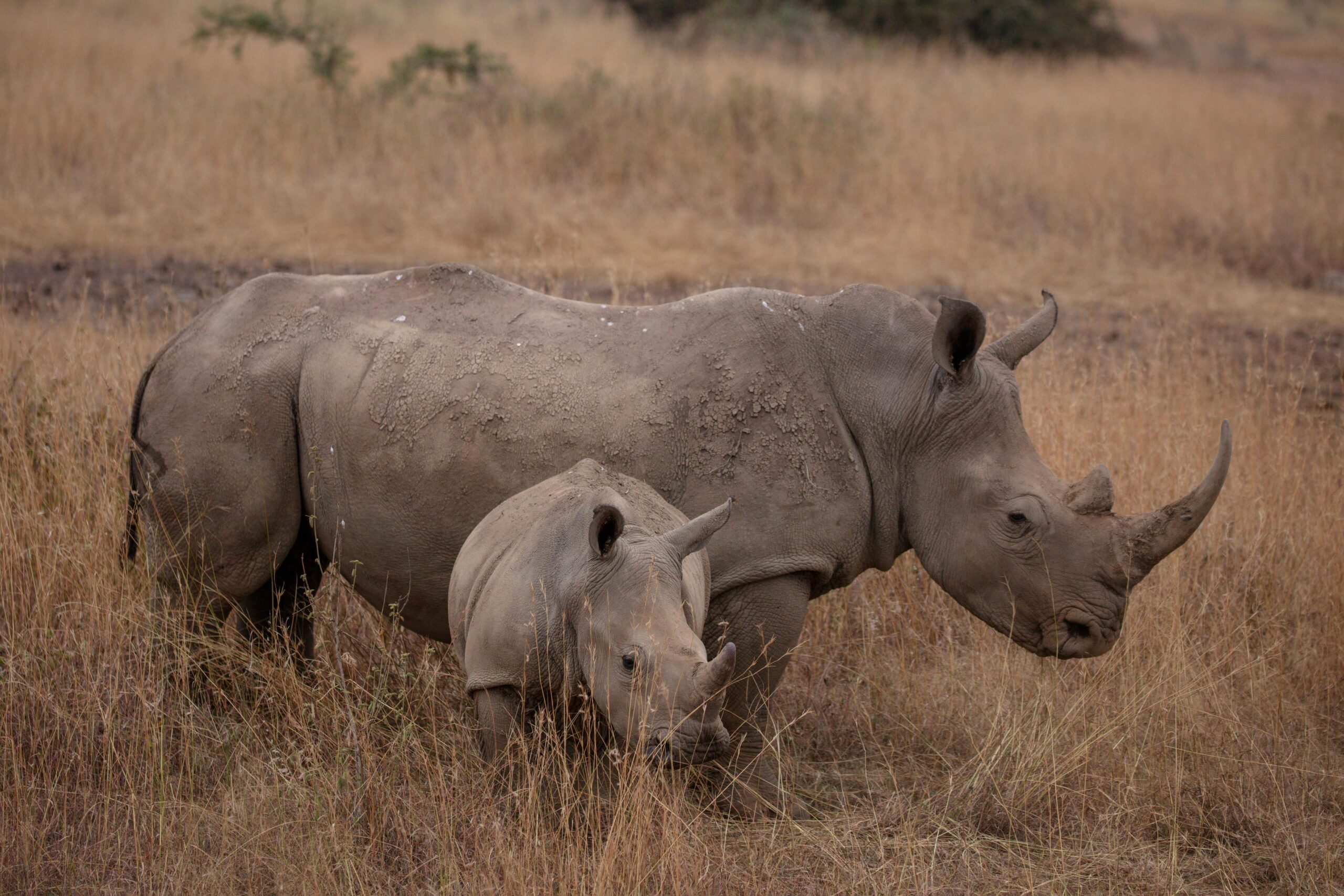 A heartwarming scene of a mother and baby rhino roaming the African grassland, showcasing wildlife beauty.