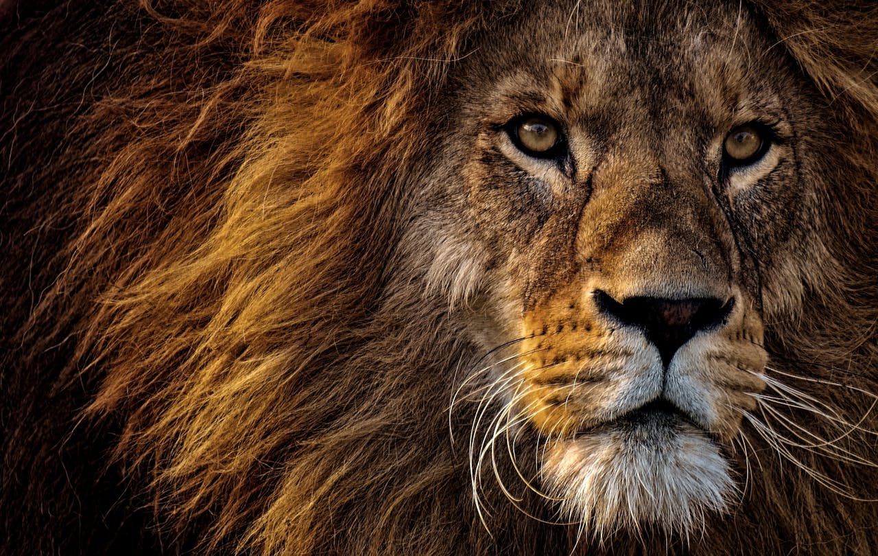 Wildlife on the open savannah plains of the Masai Mara National Reserve