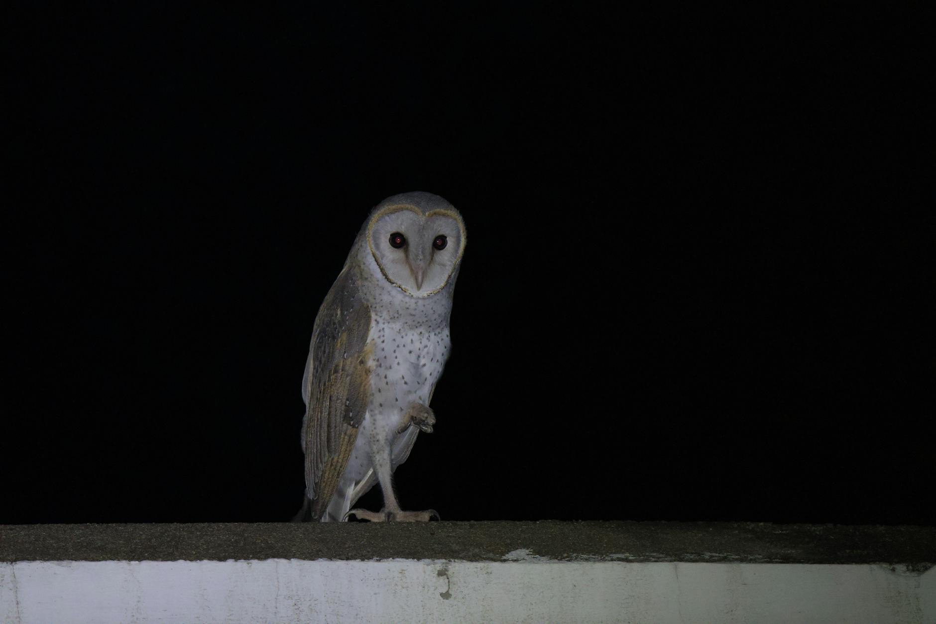 A solitary barn owl perched on a ledge at night, showcasing its striking features.