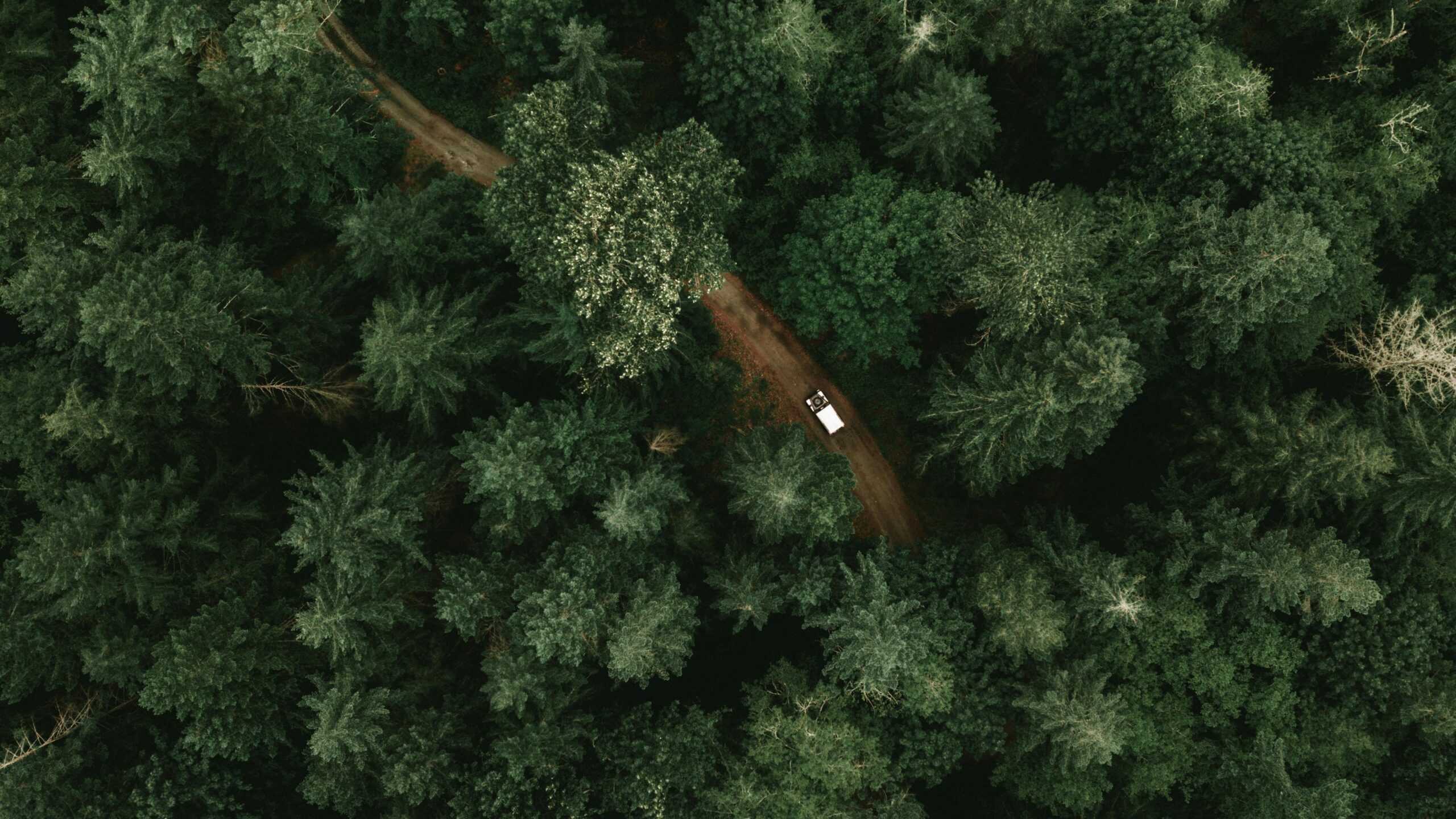 A drone shot capturing a car traveling on a secluded forest road amidst dense green trees.