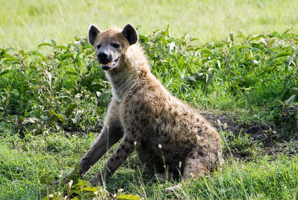 hyena one of the predators in masai mara