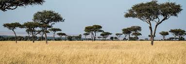 masai mara savannah not jungle